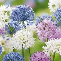 Green Boutiq - 15x Allium Buzzing Beauties - Sierui Buzzing Beauties - Diversen - Zomerbloeier - Bolmaat 6/7
