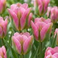 Green Boutiq - 96x Tulipa Striped Crown - Gestreepte Kroon Tulp - Diversen - Voorjaarsbloeier - Bolmaat 11/12