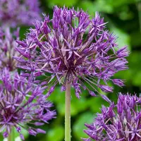 Green Boutiq - 80x Allium Purple Rain - Sierui - Paars - Zomerbloeier - Bolmaat 10/12