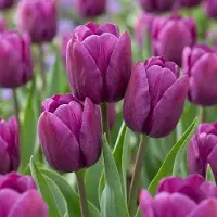 Green Boutiq - 30x Tulipa Triumph Purple - Triomftulp - Paars - Voorjaarsbloeier - Bolmaat 11/12