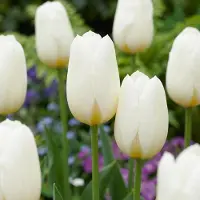 Green Boutiq - 60x Tulipa Triumph White - Triomftulp - Wit - Voorjaarsbloeier - Bolmaat 11/12