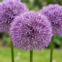 Green Boutiq - 8x Allium Gladiator - Sierui - Paars - Zomerbloeier - Bolmaat 16/18
