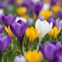 Green Boutiq - 560x Crocus mix - Gemengde krokussen - Diversen - Verwilderingsbol - Bolmaat 7/8