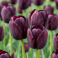 Green Boutiq - 24x Tulipa Triumph Black - Triomftulp - Donker Paars - Voorjaarsbloeier - Bolmaat 11/12