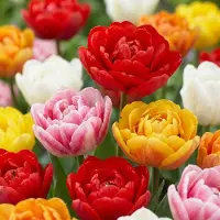 Green Boutiq - 240x Tulipa Double mix - Gevulde tulp mix - Diversen - Voorjaarsbloeier - Bolmaat 11/13