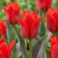 Green Boutiq - 120x Tulipa Greigii Red - Greigii-tulp - Rood - Voorjaarsbloeier - Bolmaat 11/12