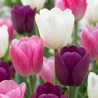 Green Boutiq - 24x Tulipa Pastel mix - Pastel tulp mix - Diversen - Voorjaarsbloeier - Bolmaat 11/12