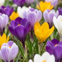 Green Boutiq - 240x Crocus Large Flowering Mix - Grootbloemige krokus mix - Diversen - Voorjaarsbloeier - Bolmaat 7/8