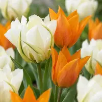 Green Boutiq - 120x Tulipa Sunbath - Tulp Sunbath - Geel en Wit - Voorjaarsbloeier - Bolmaat 11/12