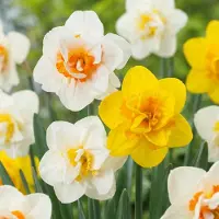 Green Boutiq - 240x Narcissus Double mix - Gevulde narcis mix - Diversen - Voorjaarsbloeier - Bolmaat 10/12