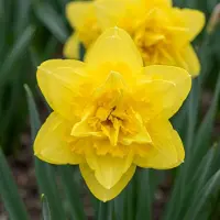 Green Boutiq - 20x Narcissus Golden Ducat - Gevulde gele narcis - Geel - Voorjaarsbloeier - Bolmaat 12/14