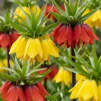 Green Boutiq - 6x Fritillaria Imperialis Mix - Keizerskroon mix - Diversen - Voorjaarsbloeier - Bolmaat 18/20