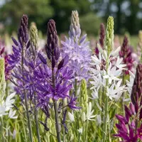 Green Boutiq - 20x Camassia Leichtlinii Mix - Grote camas - Blauw en Wit - Zomerbloeier - Bolmaat 12/14