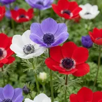 Green Boutiq - 240x Anemone de Caen Mix - Klaproosanemoon de Caen mix - Diversen - Voorjaarsbloeier - Bolmaat 5/6