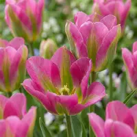 Green Boutiq - 96x Tulipa Strawberry Lemonade - Tulp Aardbeilimonade - Diversen - Voorjaarsbloeier - Bolmaat 11/12
