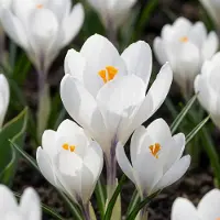 Green Boutiq - 240x Crocus White - Witte krokus - Diversen - Verwilderingsbol - Bolmaat 7/8