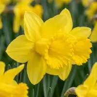 Green Boutiq - 120x Narcissus Carlton - Gele narcis - Geel - Voorjaarsbloeier - Bolmaat 12/14