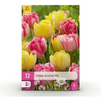 Green Boutiq - 12x Tulipa Foxtrot Mix - Tulp Foxtrot Mix - Diversen - Voorjaarsbloeier - Bolmaat 11/12