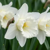 Green Boutiq - 60x Narcissus Mount Hood - Trompetnarcis - Wit - Voorjaarsbloeier - Bolmaat 10/12