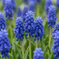 Green Boutiq - 100x Muscari Armeniacum - Armeense druifhyacint - Blauw - Verwilderingsbol - Bolmaat 7/8