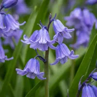 Green Boutiq - 40x Hyacinthoides non Scripta - Wilde hyacint - Blauw - Verwilderingsbol - Bolmaat 7/8