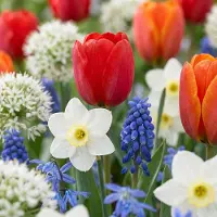 Green Boutiq - 250x Bulbs From Holland - Bollen uit Holland - Diversen - Zomerbloeier - Bolmaat 10/12