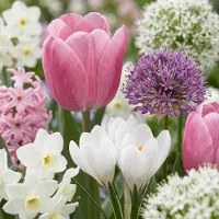 Green Boutiq - 500x Bulb Garden Pink - Bollentuinroze - Diversen - Zomerbloeier - Bolmaat 10/12