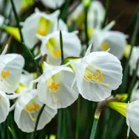 Green Boutiq - 20x Narcissus White Petticoat - Witte petticoatnarcis - Wit - Voorjaarsbloeier - Bolmaat 6/8