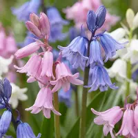 Green Boutiq - 320x Hyacinthoides Hispanica mix - Spaanse boshyacint mix - Diversen - Verwilderingsbol - Bolmaat 7/8