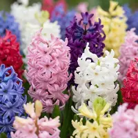 Green Boutiq - 20x Hyacinthus mix - Hyacint mix - Diversen - Voorjaarsbloeier - Bolmaat 14/15