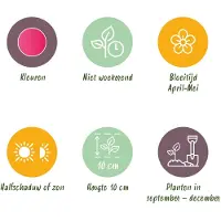 Green Boutiq - 25x Tulipa Little Beauty - Tulipa Little Beauty - Roze - Voorjaarsbloeier - Bolmaat 6/+