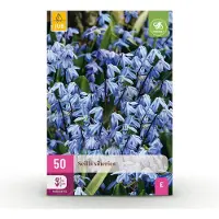 Green Boutiq - 50x Scilla Siberica - Siberische sterhyacint - Blauw - Verwilderingsbol - Bolmaat 7/8