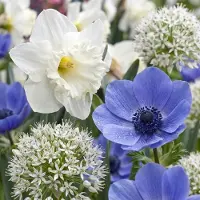 Green Boutiq - 280x Bulb Sunny Garden - Zonnige tuinbol - Diversen - Zomerbloeier - Bolmaat 10/12