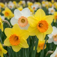 Green Boutiq - 320x Narcissus mix - Narcissen mix - Diversen - Voorjaarsbloeier - Bolmaat 10/12