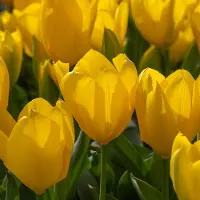 QFB Gardening Tulp Golden Purissima | 10 stuks | Fosteriana | Geel | Tulpenbollen