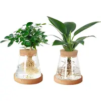 Famanu – Glazen avocado-vaas, set van 2, plantenkweekstation, transparante glazen plantenpot met houten deksel en bamboestandaard voor hydrocultuur, thuiskantoor en tafeldecoratie