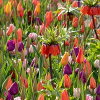 QFB Gardening From Dusk till Dawn Mix | 600 stuks | Meerkleurig | Oranje | Rood | Paars