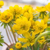 QFB Gardening Winterakoniet (Eranthis cilicica) | 90 stuks | Geel