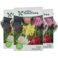 Famiflora Tulipa parrot mix 10/11 3 x 20 - 60 bloembollen - Unieke parkiettulpen brengen speelsheid en vrolijkheid in je tuin - Diverse kleuren en vormen geven een levendige en verrassende uitstraling
