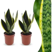Green Boutiq - Sansevieria Future Superb - Vrouwentong - 2 Planten - Pot 12cm - Hoogte - 35cm