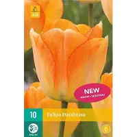 JUB X 10 Tulipa Daydream