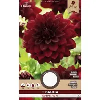 Florex Dahlia Decoratief Arabian Night - 1 Bol -