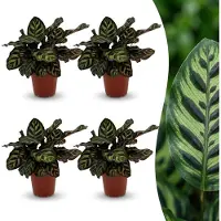 Green Boutiq - Calathea Makoyana - Pauwenplant - 4 Planten - Pot 12cm - Hoogte - 25cm