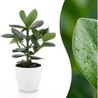 Green Boutiq - Clusia Princess - Clusia - 1 Plant - met Potter Wit - Pot 12cm - Hoogte - 40cm