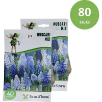 Famiflora Muscari mix 6/7 - 2 x 40 - 80 bloembollen - Brengt overvloedige kleuren voor een vrolijk en optimistisch tuingevoel - Vroege bloei geeft je tuin een frisse start elk voorjaar