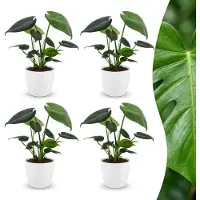Green Boutiq - Monstera Deliciosa - Gatenplant - 4 Planten - met Potter Wit - Pot 12cm - Hoogte - 30cm