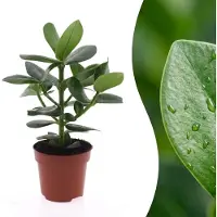 Green Boutiq - Clusia Princess - Clusia - 1 Plant - Pot 12cm - Hoogte - 40cm