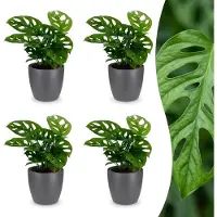 Green Boutiq - Monstera Adansonii - Rhaphidophora Tetrasperma - 4 Planten - met Potter Grijs - Pot 12cm - Hoogte 25cm