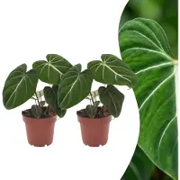 Green Boutiq - Philodendron Gloriosum - Glorie Philodendron - 2 Planten - Pot 12cm - Hoogte - 25cm