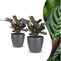 Green Boutiq - Ctenanthe Burle Marxii - Visgraatplant - 2 Planten - met Potter Grijs - Pot 12cm - Hoogte - 30cm